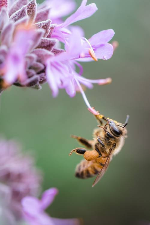 Conférence sur la vie secrète des abeilles